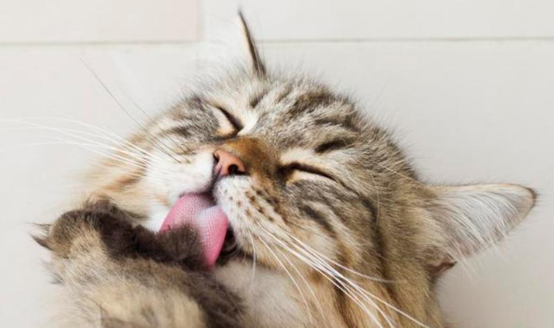 猫咪舔自己的尾巴尖什么原因,猫咪一直舔毛是什么原因