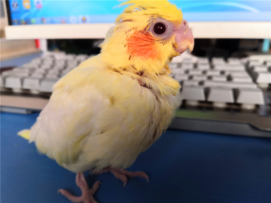 手养玄凤鹦鹉断奶后怎么自己进食,手养玄凤鹦鹉雏鸟多少天断奶