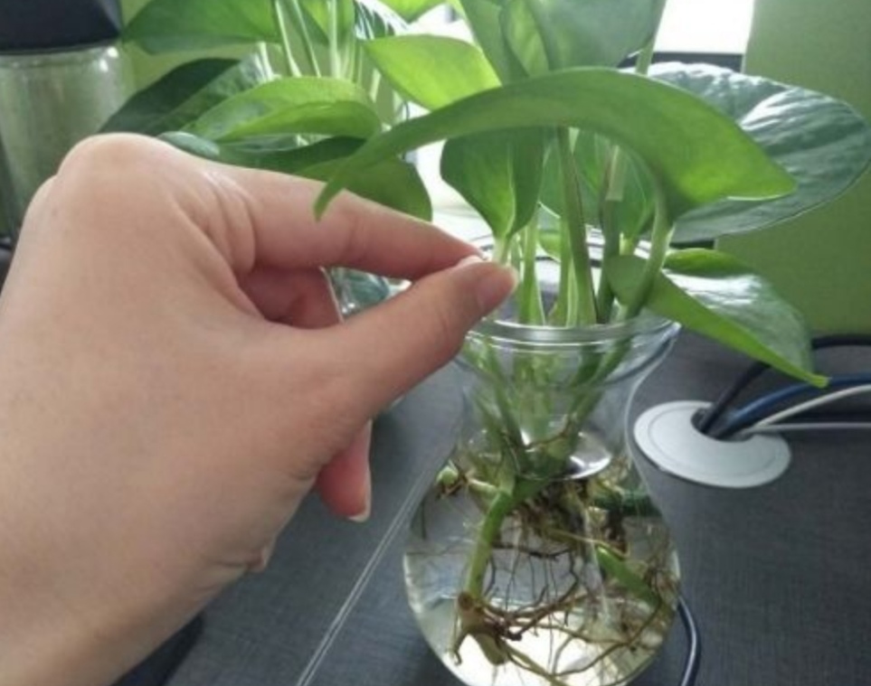 家里养花就常备这3样药,可用来养花的小药片