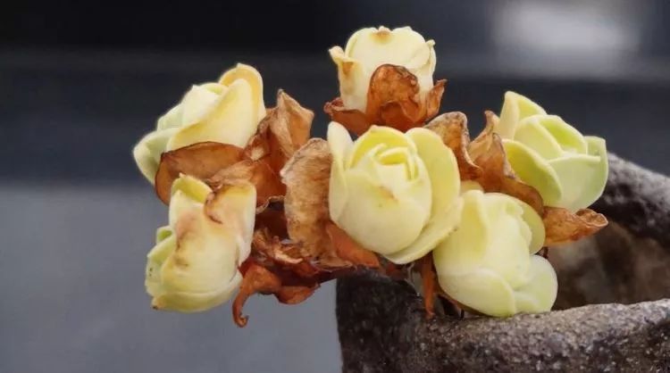 独具魅力的黄玫瑰,黄玫瑰这么美的风景惊艳到你了吗