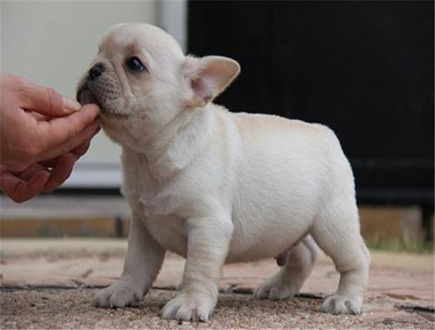 7个饲养法国斗牛犬的“小心机”，难怪别人家的狗能活这么久