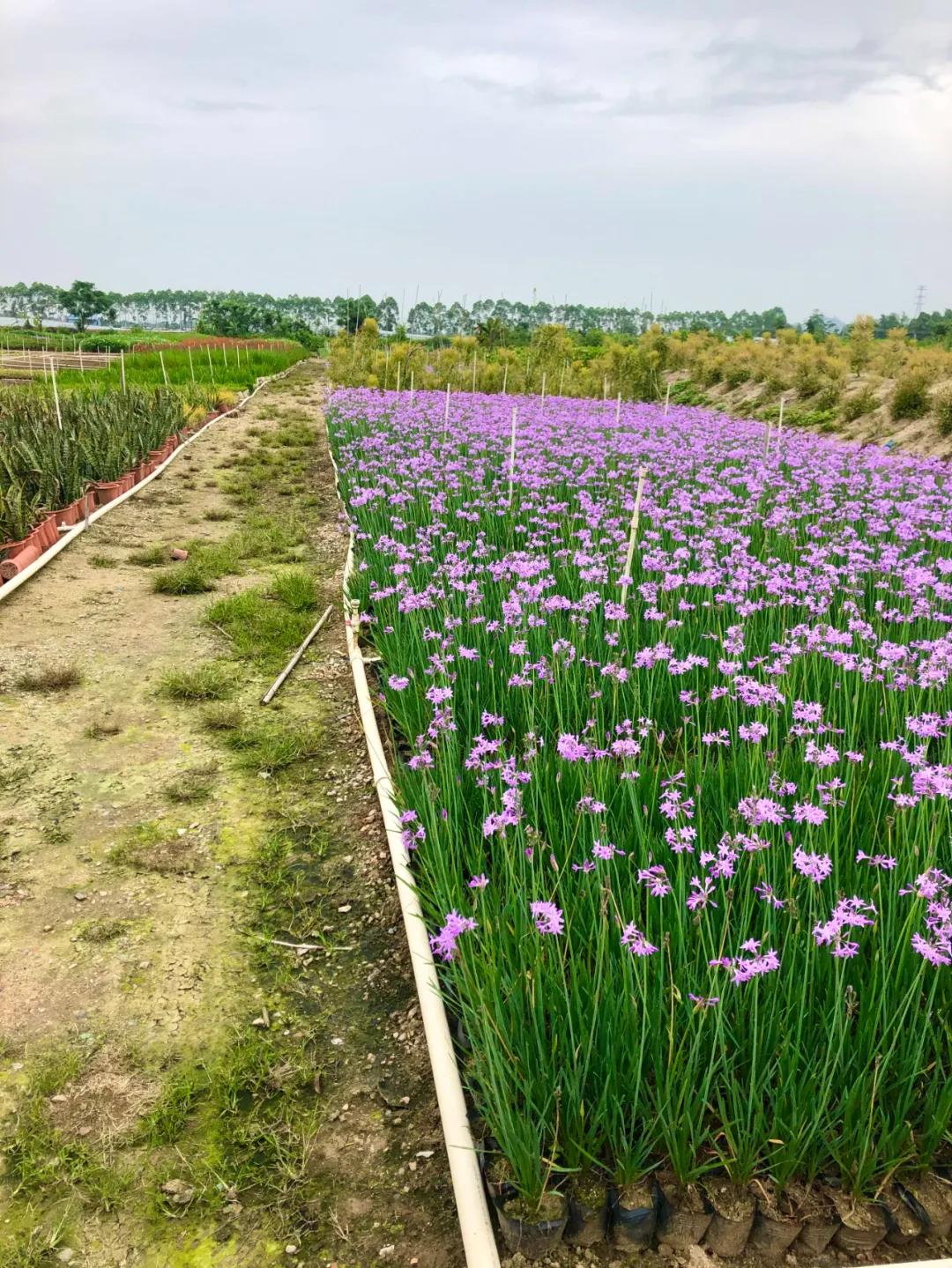 花园庭院设计花卉园艺,花园搭配的草类植物