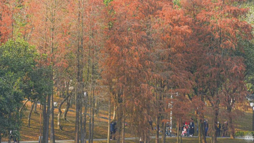 莲花山绿了没,莲花山红色景点有哪些