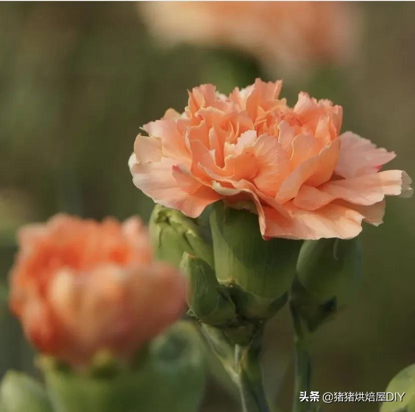 给妈妈送什么礼物最好康乃馨,康乃馨母亲节礼物多少朵