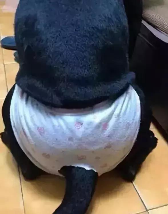 看主人是如何解决我的“生理期”