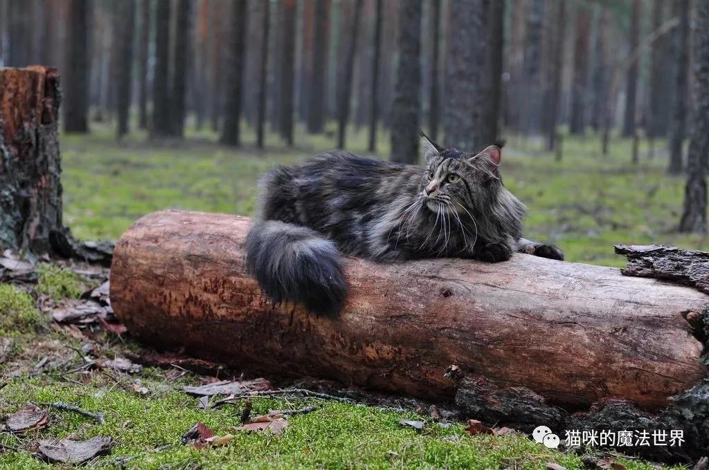 猫咪品种大盘点,猫咪品种大全100种
