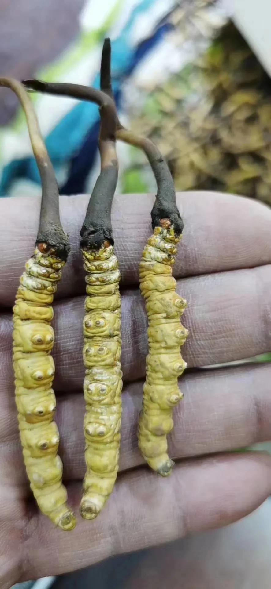 冬虫夏草鸡汤做法虫草放多少,孕妇虫草炖鸡汤一般放几根