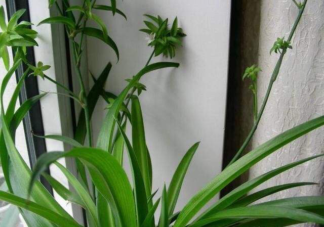 吊兰抽穗长出许多小吊兰怎么处理,吊兰不开花怎么办呢