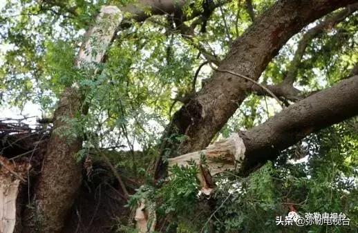 一棵被保护的百年古树,一棵百年的古树被雷击