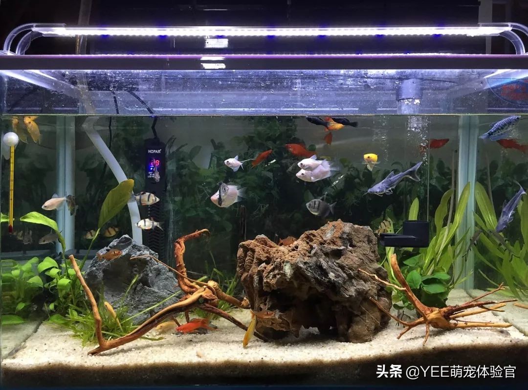 从河里捞的鱼怎么才能养活,蓝鲨用淡水能养活吗