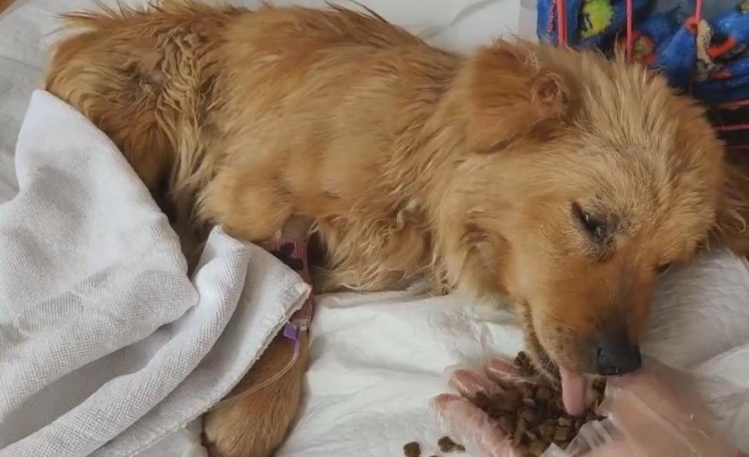 流浪狗被遗弃后瘫在地上不敢动,流浪狗浑身抽搐发现7只流浪狗