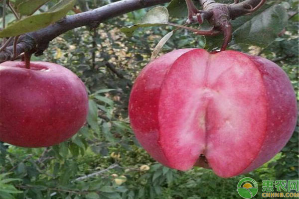 目前苹果最新品种好吃是哪种,这五种水果难得一见