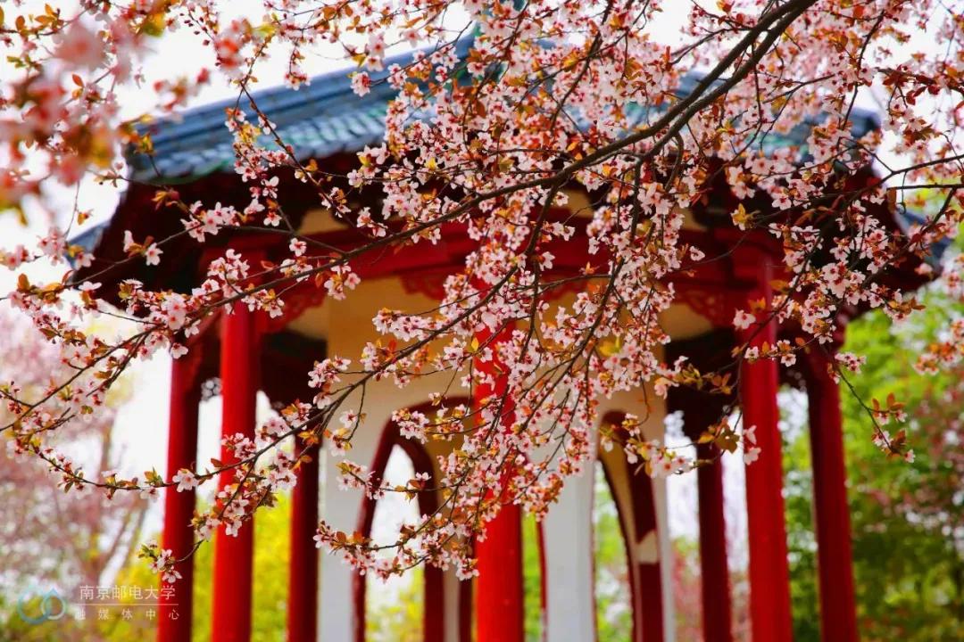 南京邮电大学中国科学技术大学,江苏省南京邮电大学专升本