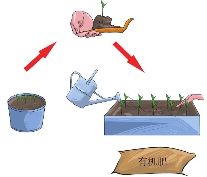 幻梦般的紫色花海，准备一把鼠尾草的种子，4个步骤即可实现