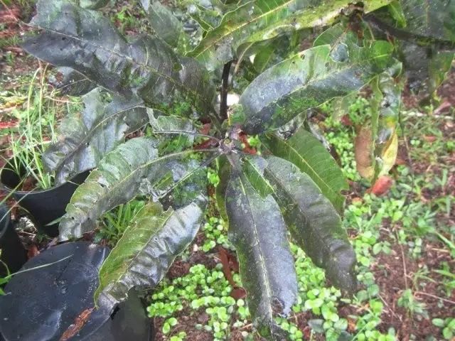 煤烟病防治配方,煤烟病最简单的防治方法