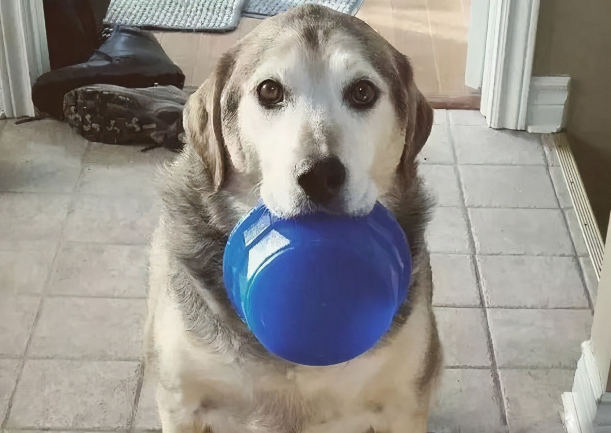 拉布拉多犬老是在主人脚下睡觉,怎么训练拉布拉多在马桶上厕所