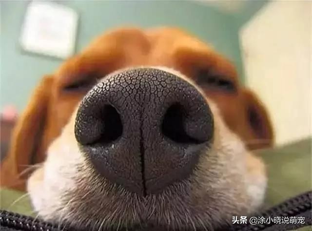 宠物鼻子湿的好还是干的,幼犬鼻子干热怎么回事