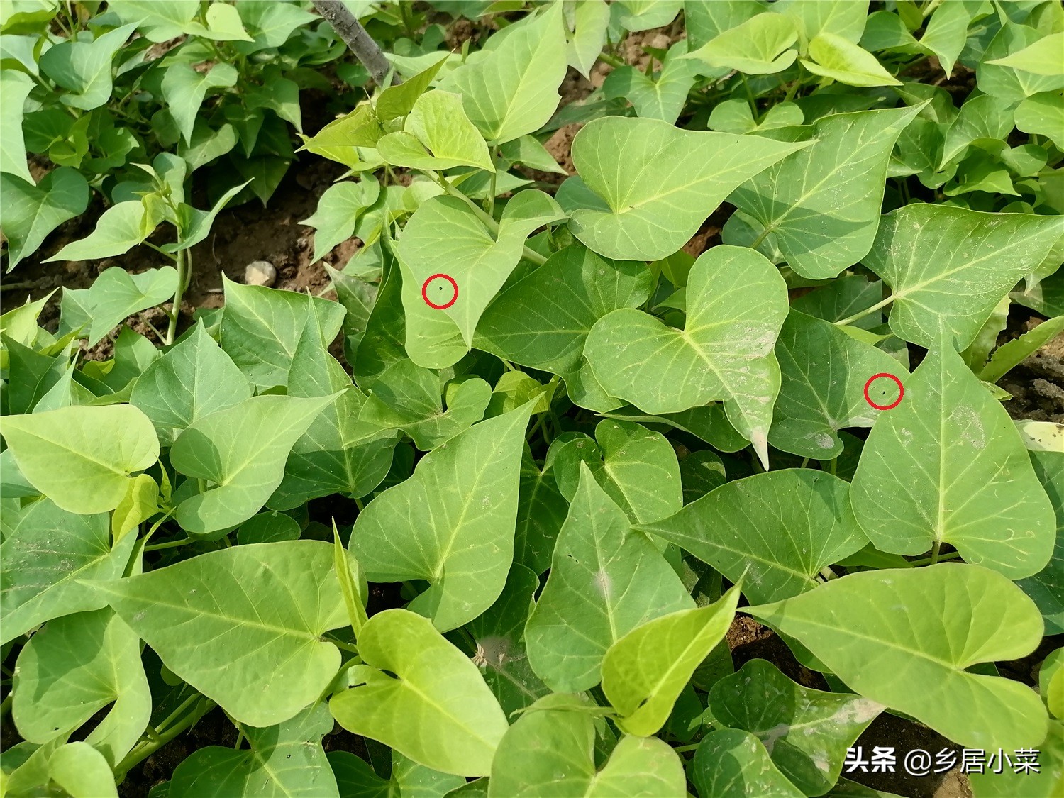 红薯苗叶子被虫子吃了怎么办,红薯叶被虫子咬了很多洞怎么办