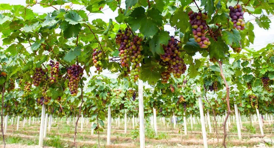 云浮硫磺温泉排名前十名,藏在云浮新兴深山里的温泉度假村