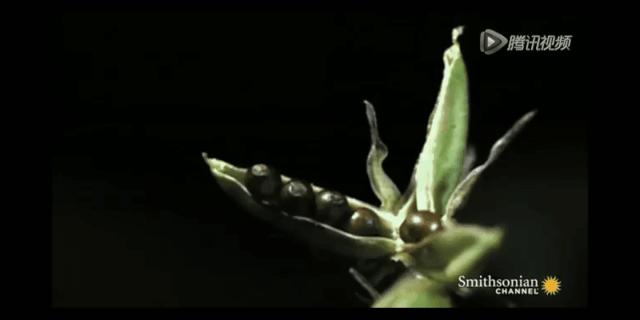 哪些植物可以打败满屏的普通僵尸,哪些植物秒杀小型僵尸