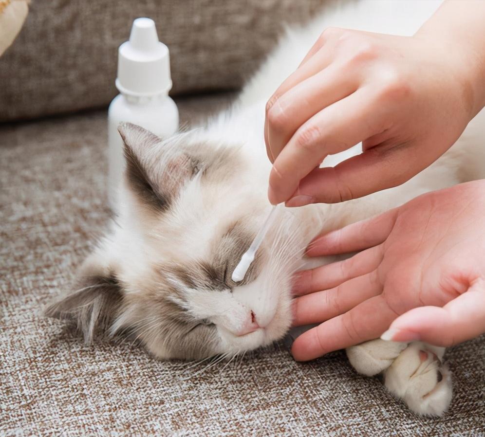 猫咪泪痕怎么彻底解决,猫咪泪痕重的原因及解决办法