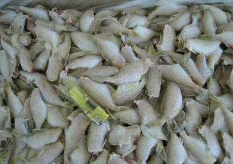 被误解的动物鱼,被误解的鱼