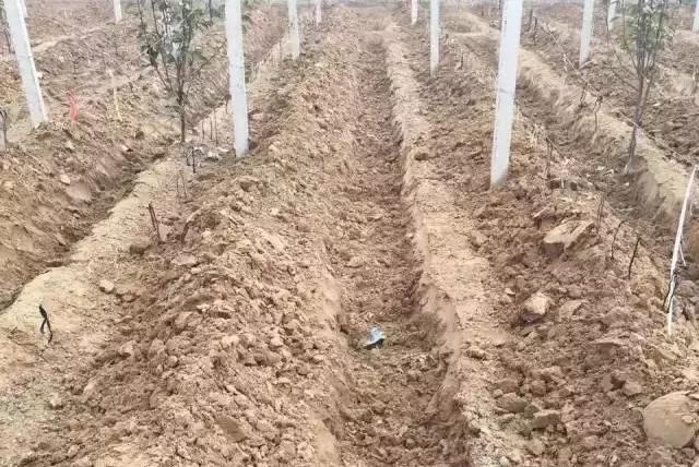 春季葡萄怎么防冻害,葡萄苗冬天会冻死怎么办