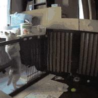 搞笑gif开心一刻单身也挺好,搞笑gif开心视频