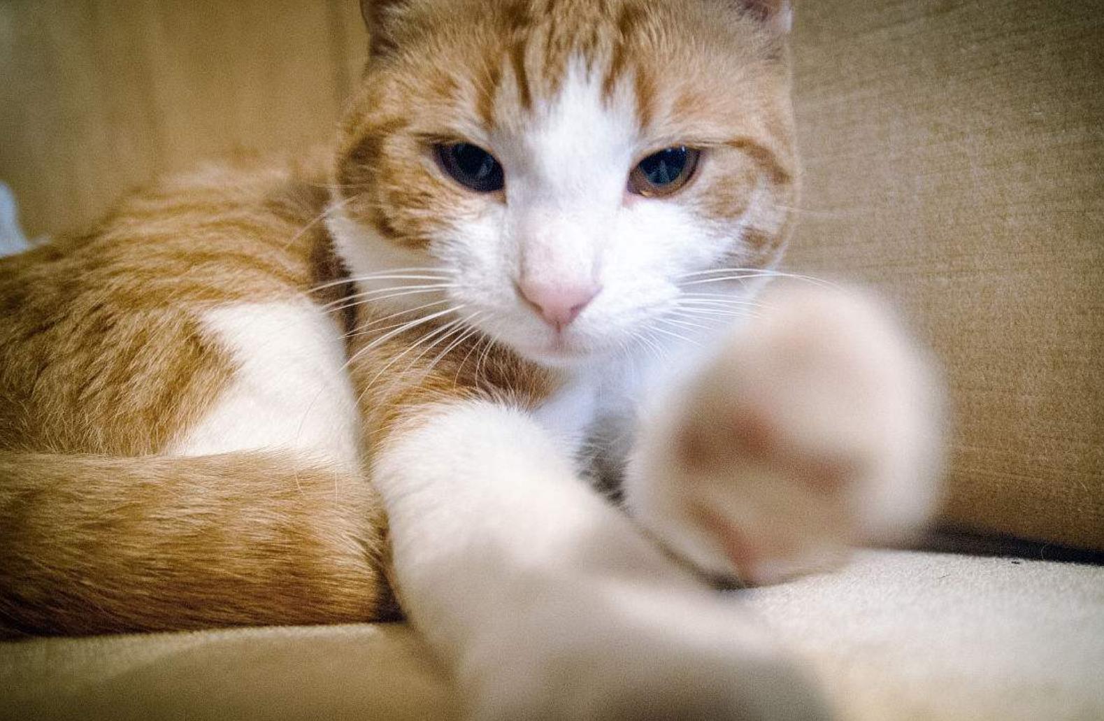 喵星人的奇怪行为有哪些,你家的猫该有的素质