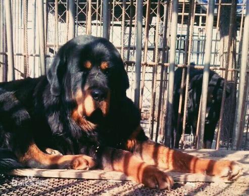 性格温顺的大型犬品种,宠物狗大型犬都有哪些品种