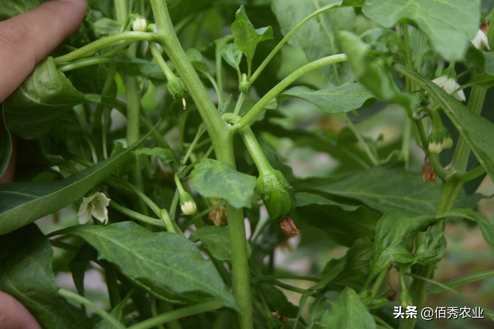 影响辣椒高产的3种因素，施肥用药有窍门，农民朋友易掌握