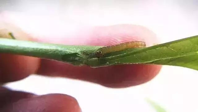 梨大食心虫危害图片,梨小食心虫对樱桃有哪些危害