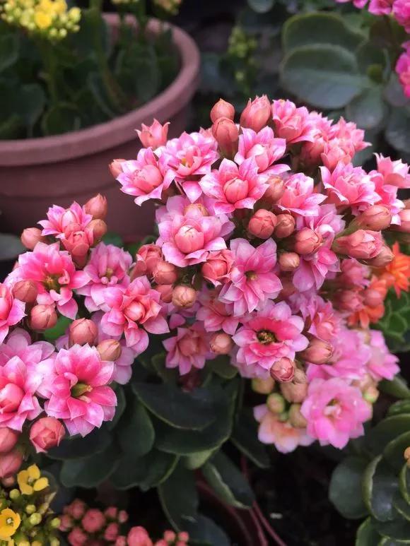 买了老桩绣球怎么办,老桩一般要养多久才会开花