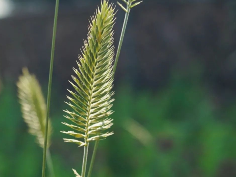 英语必背单词记忆方法,高中英语必背3500个单词记忆方法