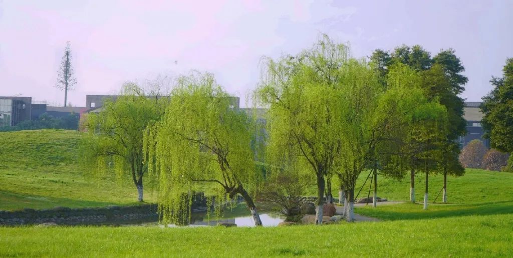 成都东软学院青城山下,东软青城山校区