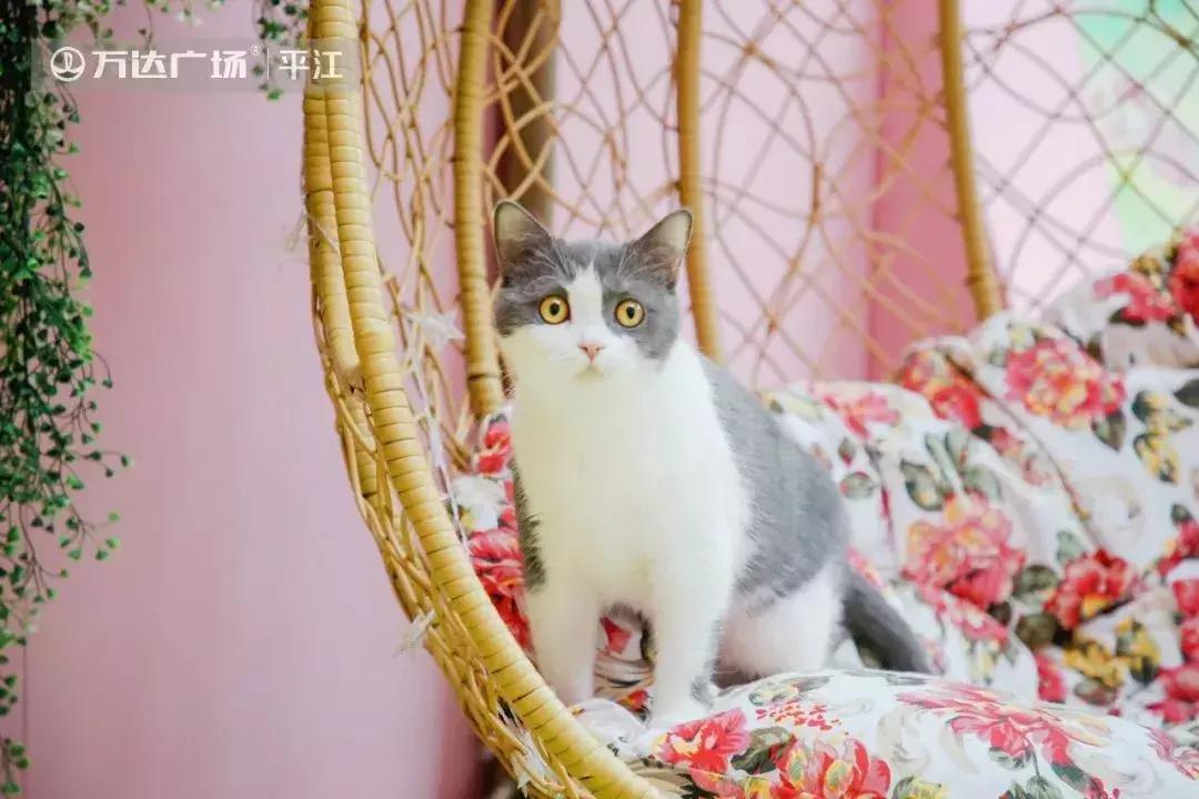 炸裂！因为一只猫，苏州人开启尖叫模式！