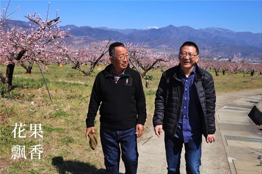 原来，日本果业是一个精致的、被JA溺宠的“老宅男”