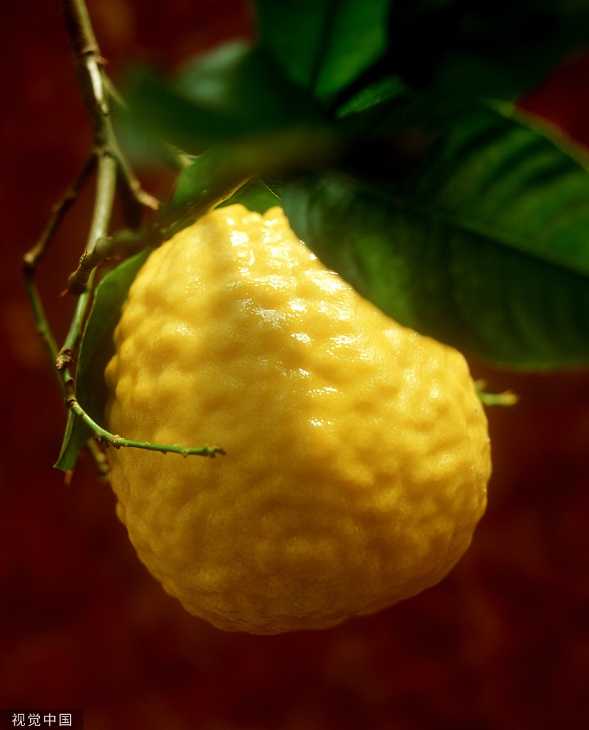 高级精油浓郁果香,苏州香橼精油功效与作用