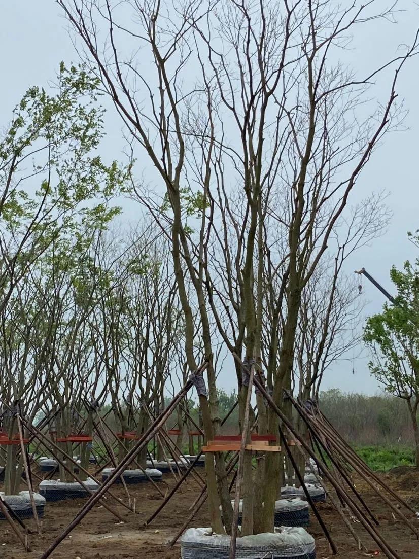 一位苗木种植者的自述：下辈子不再做苗木了