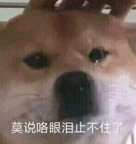 铲屎官的呕吐,狗狗呕吐铲屎官该怎么办