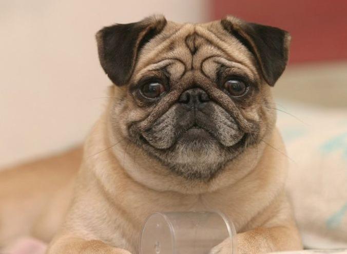 养巴哥注意事项和安全,养巴哥犬有什么要注意的事项