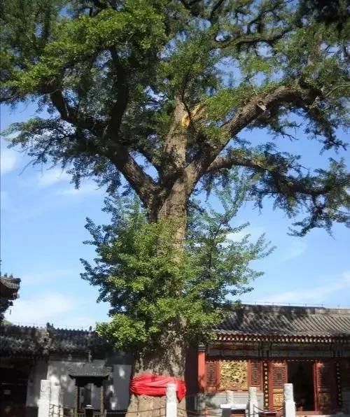 扎根才能成长,扎根土壤才能向上生长