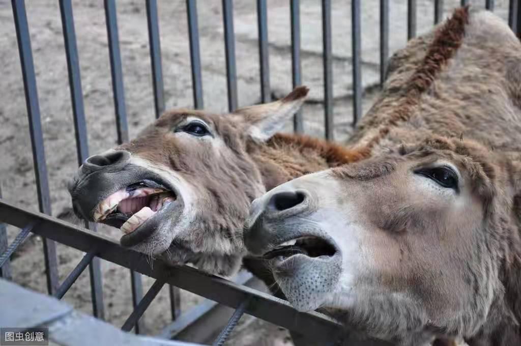 冬季育肥肉驴,如何减少驴患染口炎和咽炎,我们该如何区分对待?
