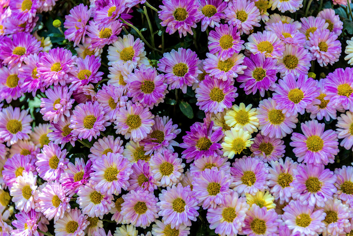 养玛格丽特,养了多年的玛格丽特