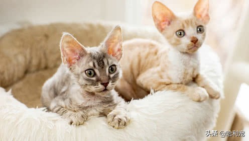 世界上最贵猫品种排行榜,世界上身价最高的猫