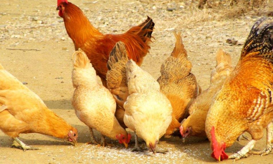 鸡采食量下降的原因及治疗方法,鸡采食量上不去咋办