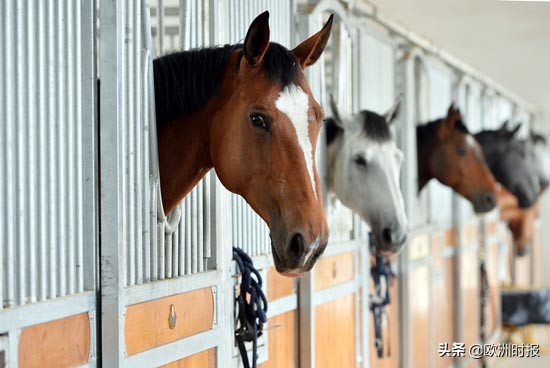 欧洲“白龙马”“啸天犬”亮相军运会，它们在中国待遇有多好？