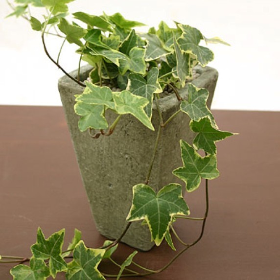 常青藤怎么养效果最好,常青藤怎么养才会茂盛