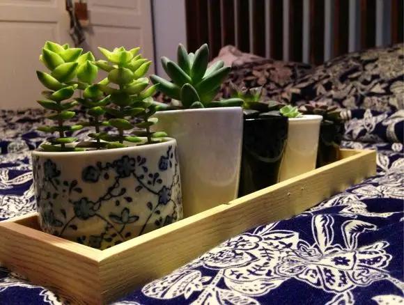 家里花瓶插花放点什么,创意养花花瓶