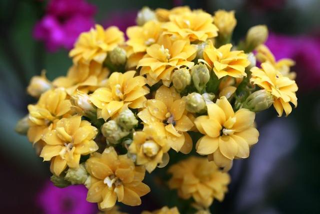 长寿花叶子一碰就掉是怎么回事,长寿花叶子一碰就掉怎么办